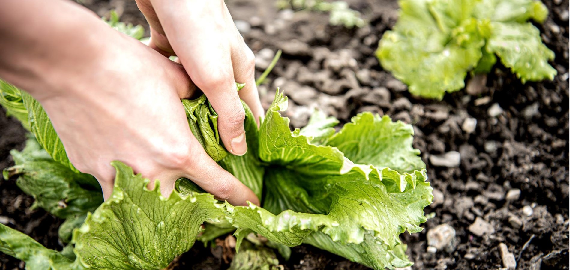 hotel-flora-salt-aus-dem-garten